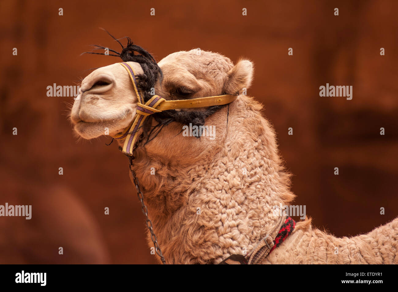 Chiudere il colpo di cammello in Petra, Giordania Foto Stock
