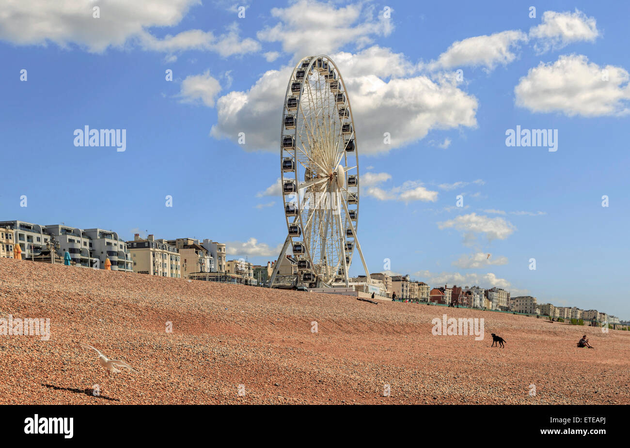 Vista sulla ruota di Brighton (ruota panoramica Ferris) in una giornata di sole in primavera, Brighton Seafront, East Sussex, Inghilterra, Regno Unito. Foto Stock