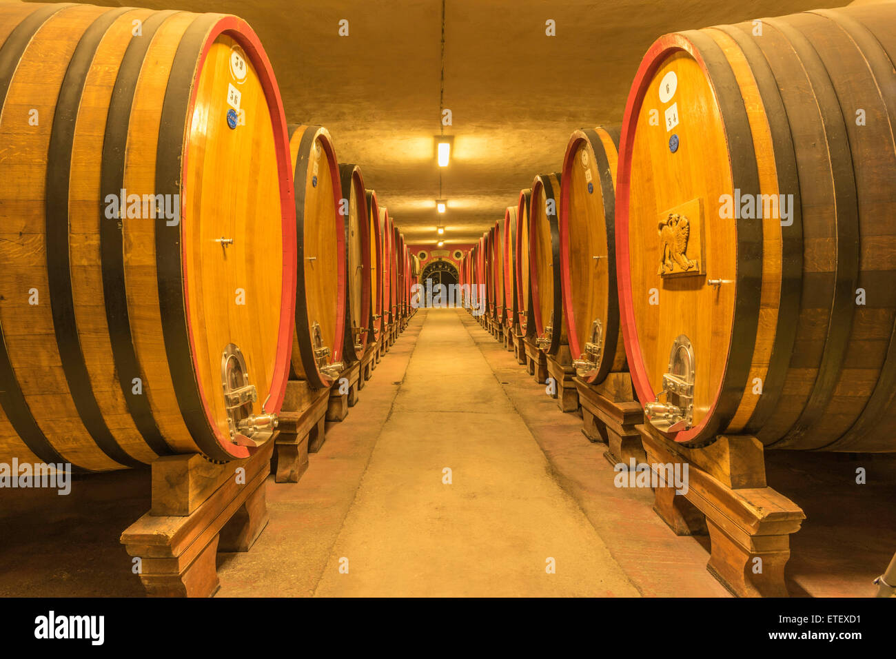Botti da vino in un vigneto toscano Foto Stock