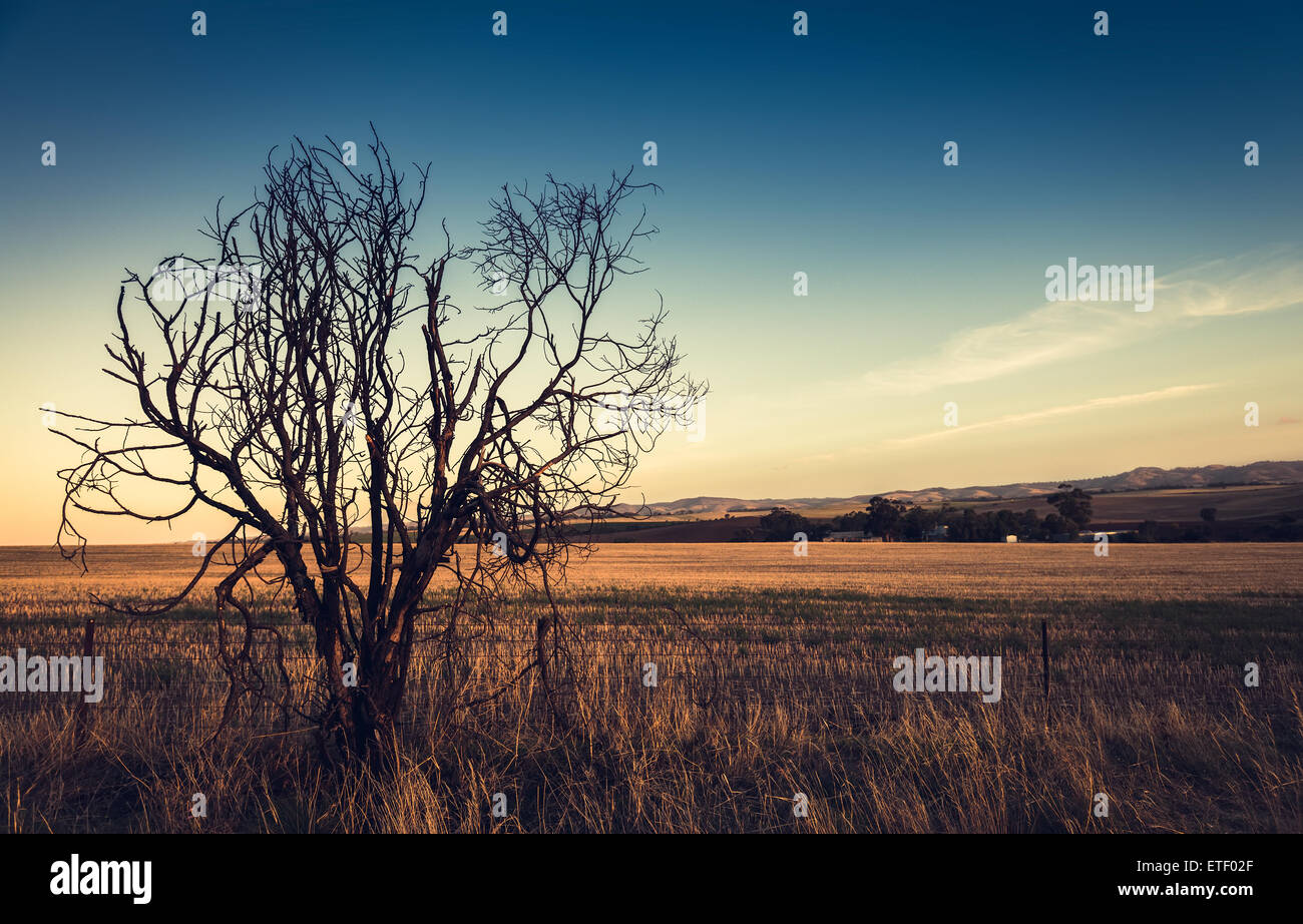 Lonely albero secco nel campo durante la serata. Colore effetto tonificante applicato. Foto Stock