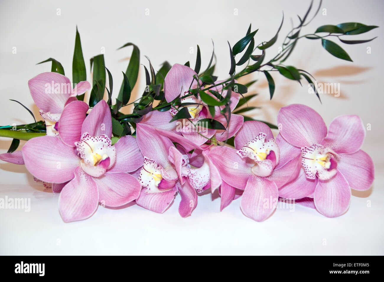 Blooming coral Phalaenopsis orchidee piante Foto Stock