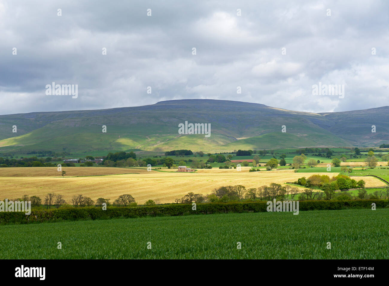 Farmland in Eden Valley, sostenuta da Cross è sceso, massima hillin il Pennines, Cumbria, England Regno Unito Foto Stock