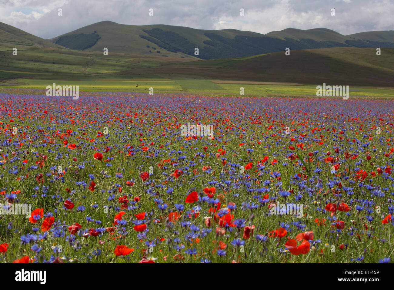 Prato colorato e vecchi pali recinzione, Castelluccio Umbria Italia Foto Stock