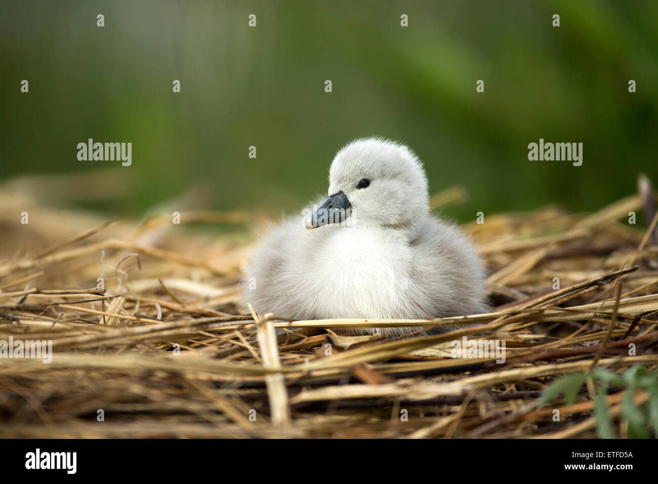 Cigno (Cygnus olor) cygnet sul nido, mentre i genitori di prendere altre cygnets per la loro prima lezione di nuoto Foto Stock