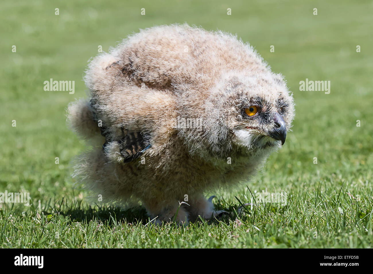 1 mese fa il gufo reale chick in piedi su erba a livello del suolo con lo sguardo a destra Foto Stock