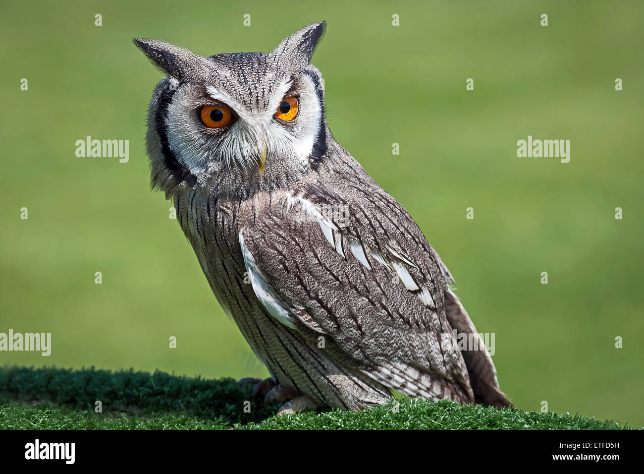 Di fronte bianco assiolo ritratto di uccello guardando verso il basso a destra contro un naturale sfondo verde Foto Stock