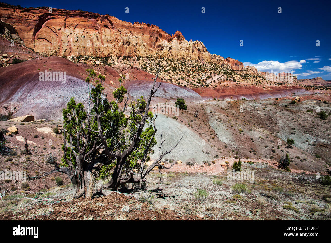 Vicino al parco nazionale di Capitol Reef i visitatori che viaggiano fino il Burr Trail vicino canyon lungo può vedere un drammatico paesaggio... Foto Stock