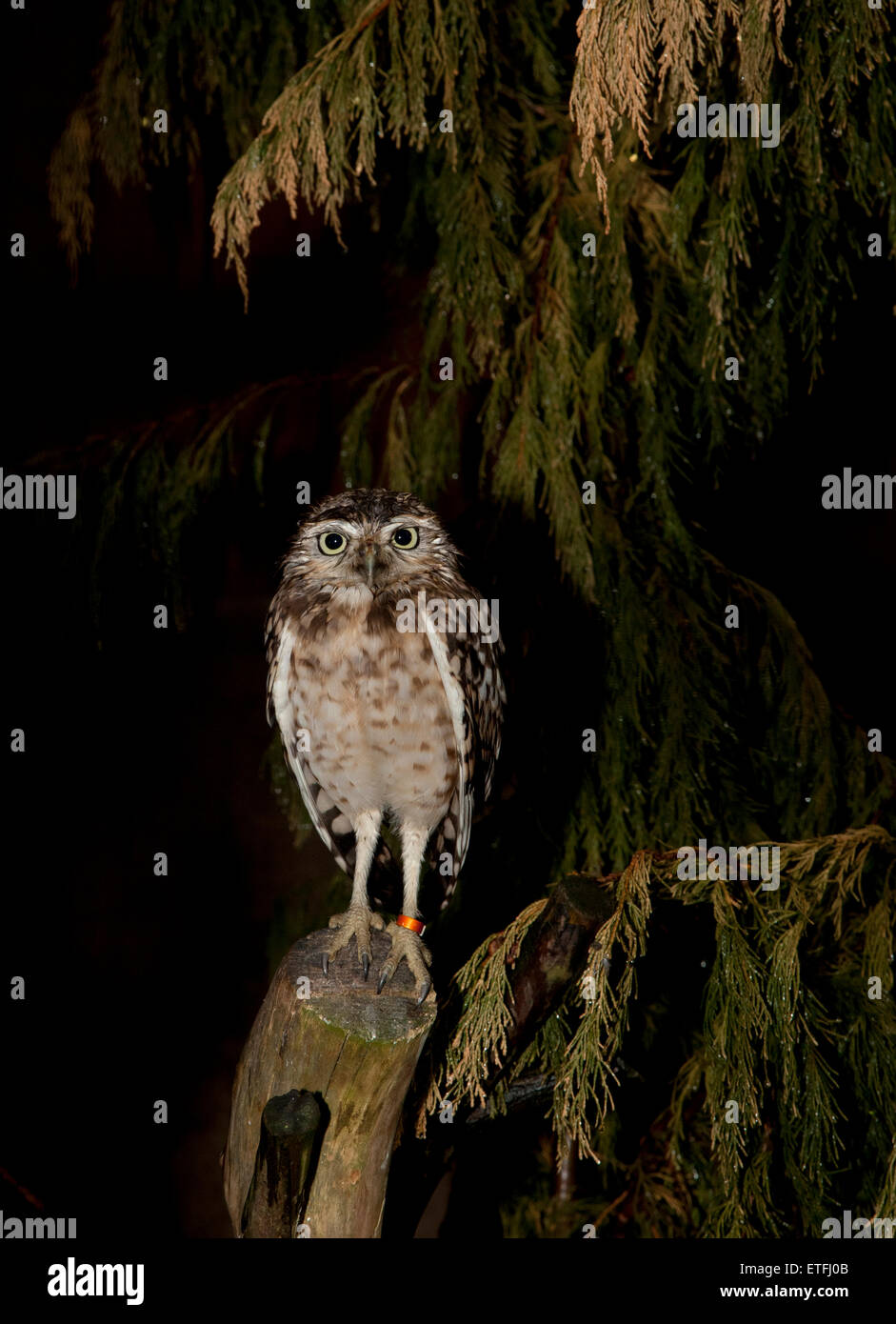 Scavando Owl Athene cunicularia Foto Stock