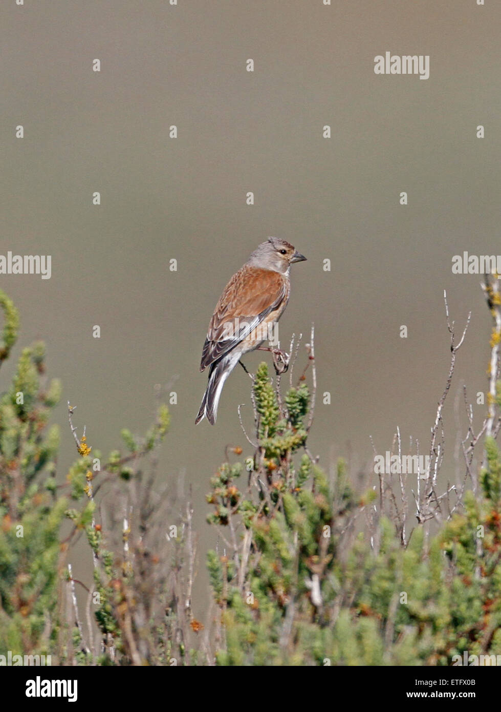 Linnet appollaiato ( Carduelis cannabrina) Foto Stock