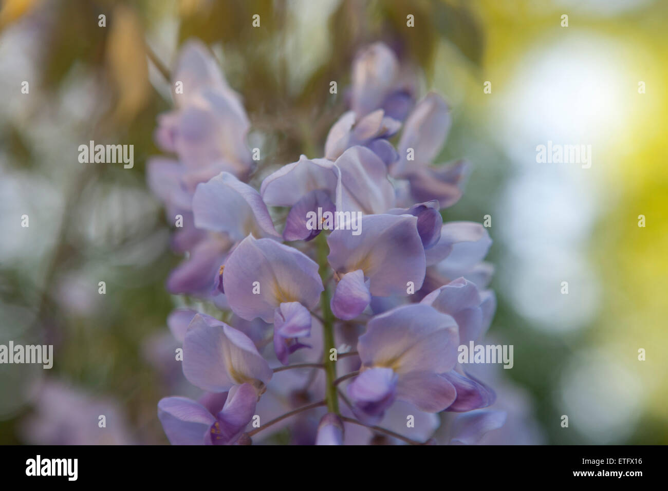 Fiori di glicine, close up Foto Stock