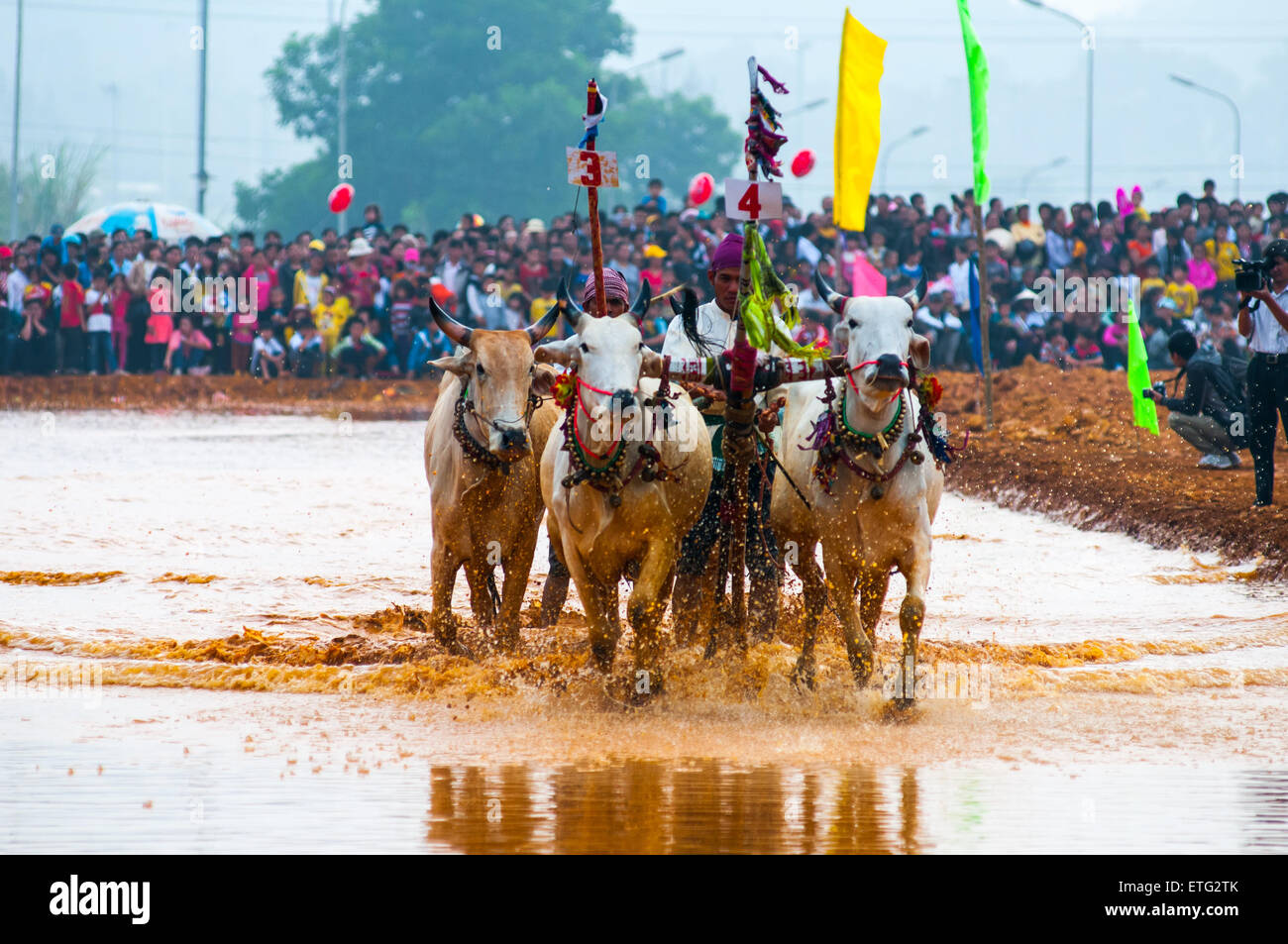 Vacca Khmer racing festival in un Giang, Vietnam. Questo evento è celebrato ogni anno l'ultimo giorno del calendario Khmer. Foto Stock