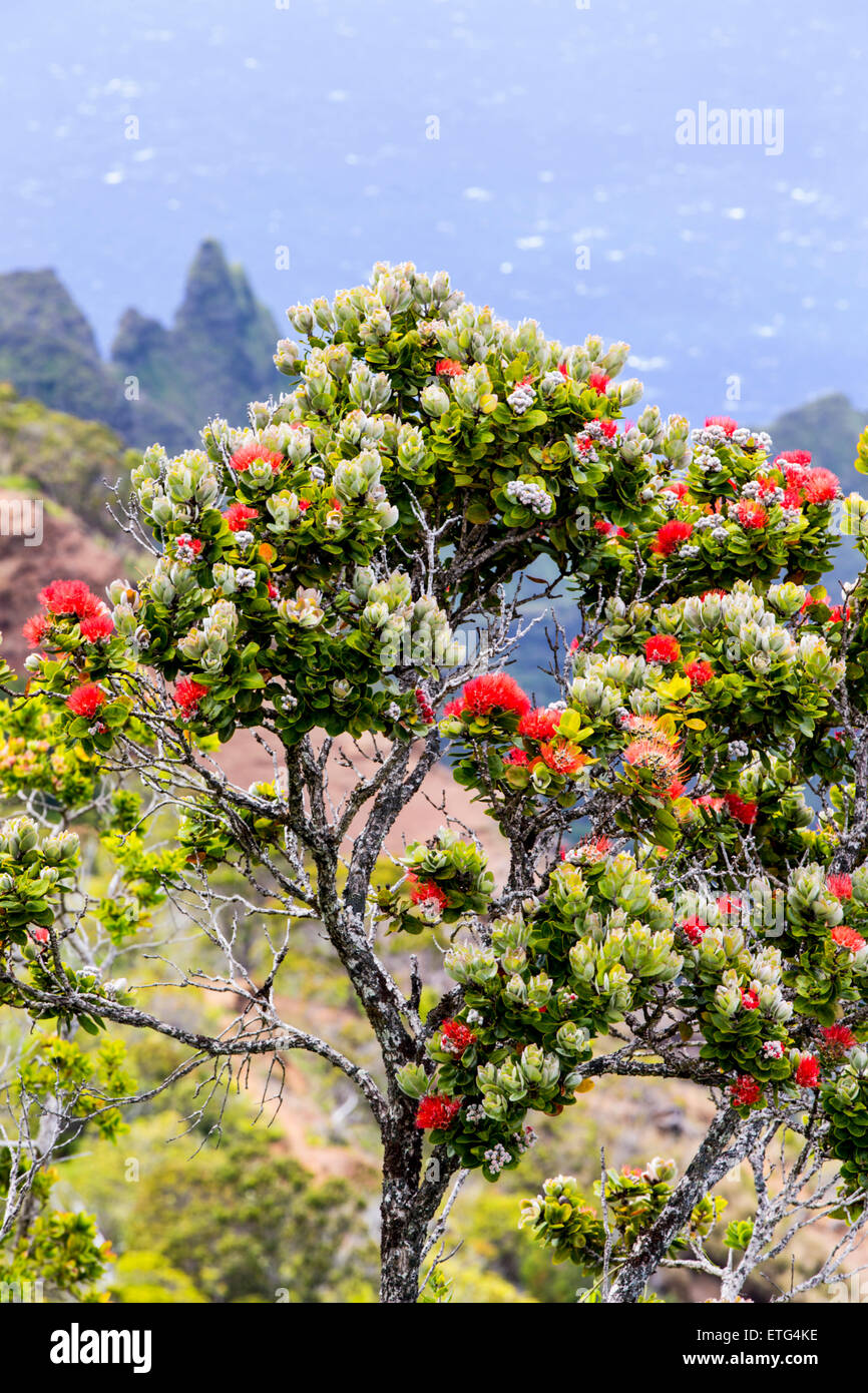 "Ōhi'a Lehua tree, Kalalau Lookout, Waimea Canyon State Park, Kauai, Hawaii, STATI UNITI D'AMERICA Foto Stock