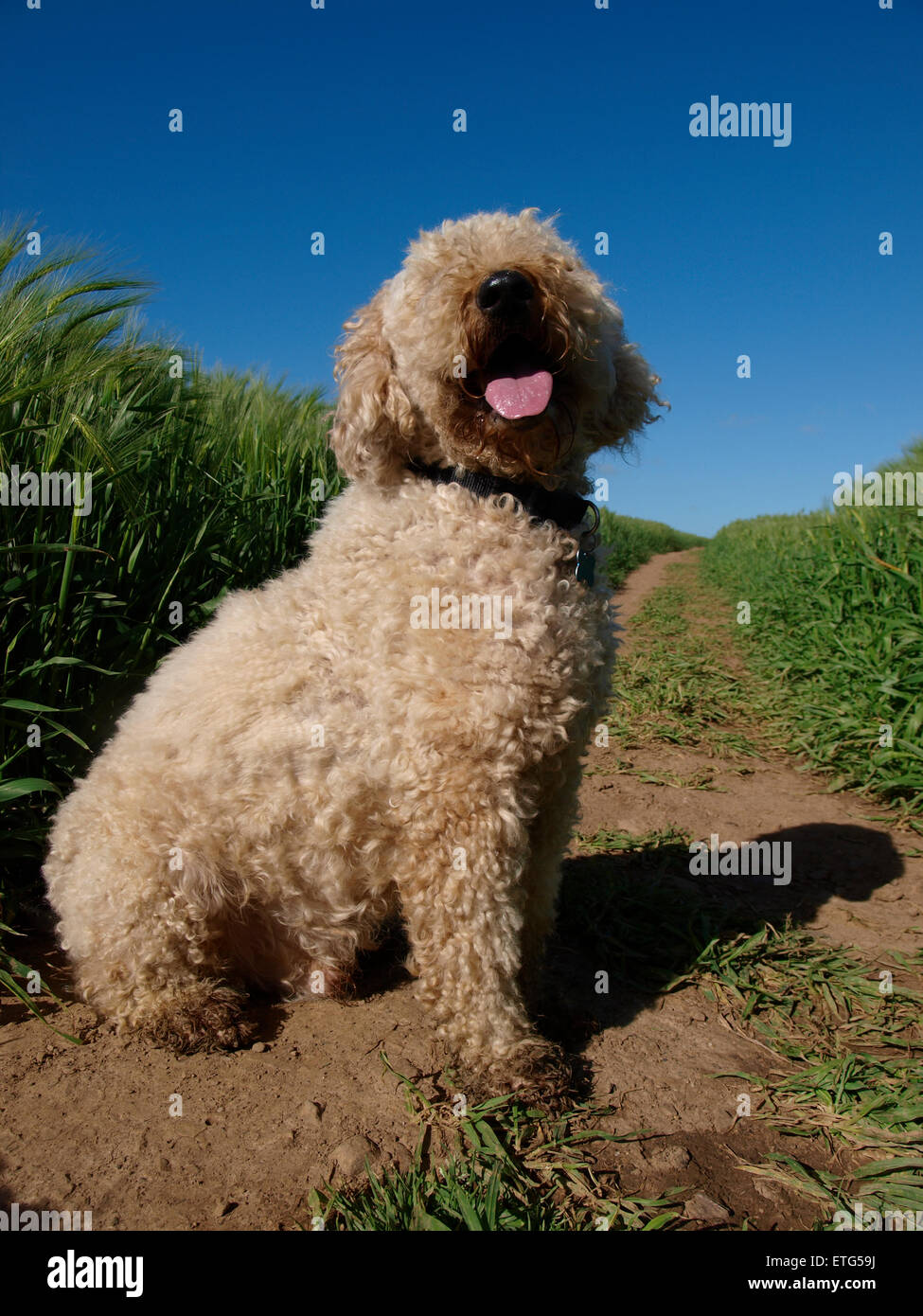 Lagotto Romagnolo cane con lingua appesa fuori, Regno Unito Foto Stock