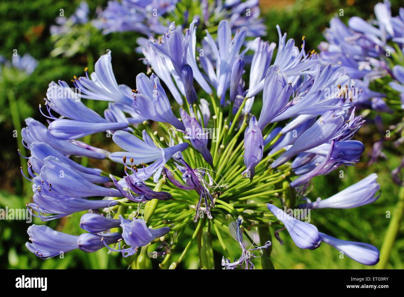 Piccolo Blu fiori che sbocciano in Lago di Sumter Square in Florida. Foto Stock