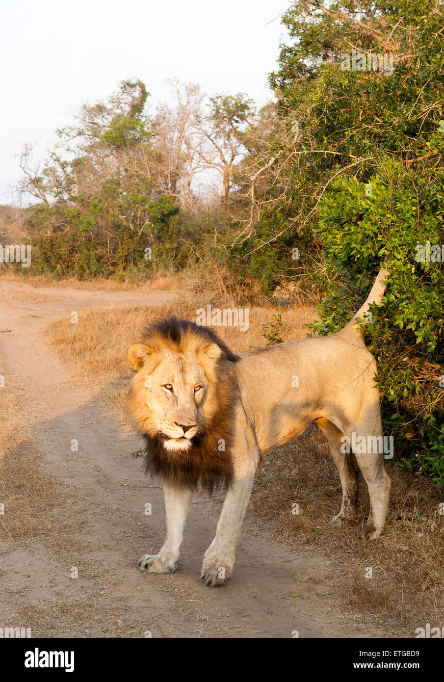 Maschio profumo lion marcatura a Phinda Private Game Reserve, Sud Africa Foto Stock