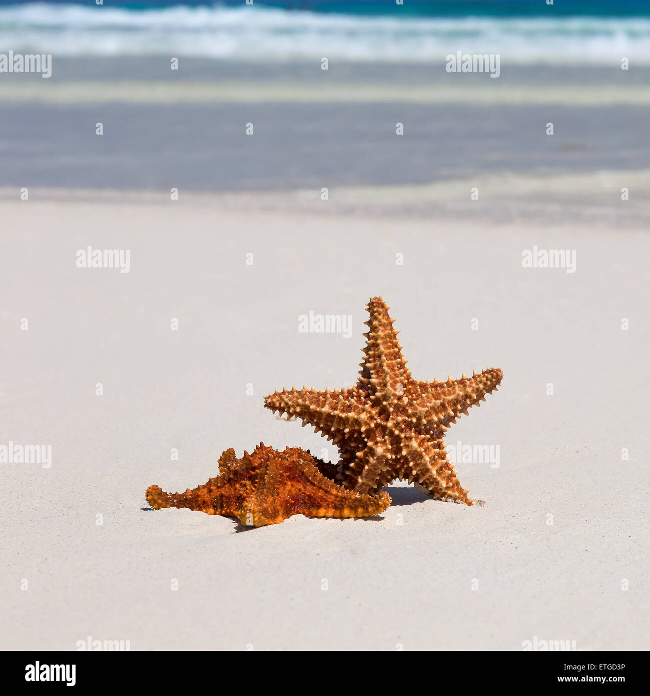 Starfishes sui Caraibi spiaggia sabbiosa, il concetto di viaggio Foto Stock