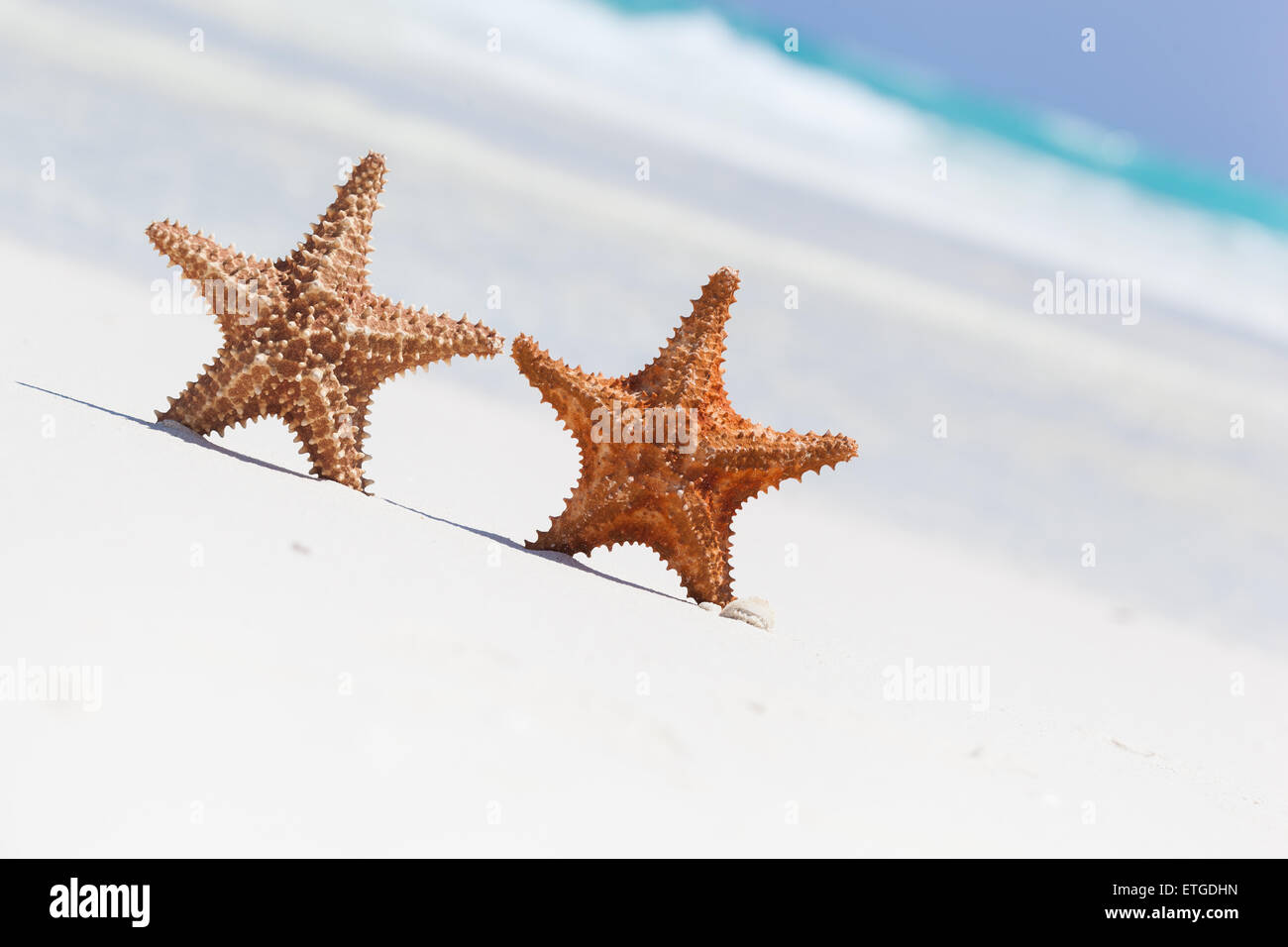 Due starfishes marrone sulla spiaggia sabbiosa, copyspace gratuito per il testo Foto Stock