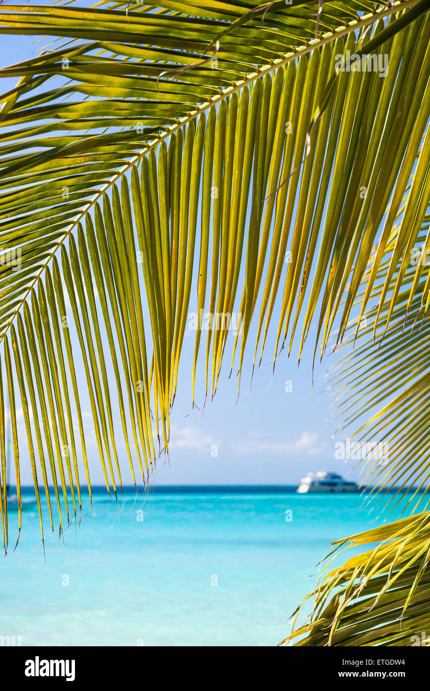 Tropical spiaggia di sabbia bianca con palme di cocco, vista mare. Messico Isla Mujeres. Foto Stock