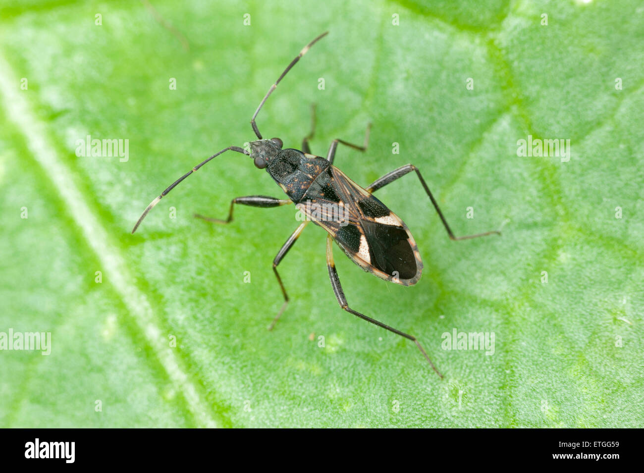 Sciamatura bug su cavolo cinese Foto Stock