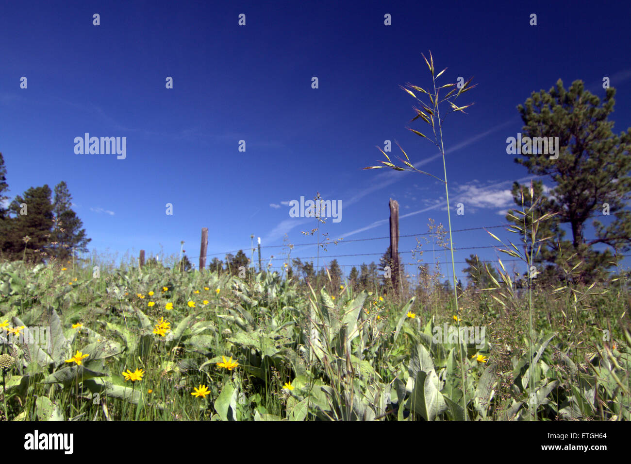 Un gambo di erba in un prato contro un cielo blu Foto Stock