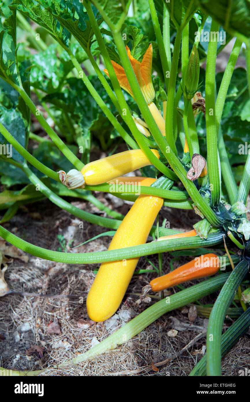 Zucchine giallo nel giardino Francia Europa Foto Stock