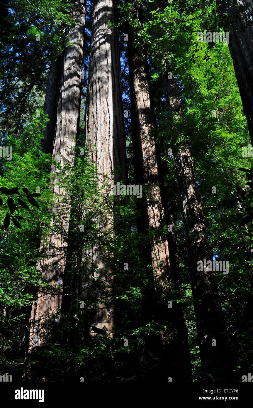 Il grande bacino Redwood State Park, California, Stati Uniti d'America Foto Stock