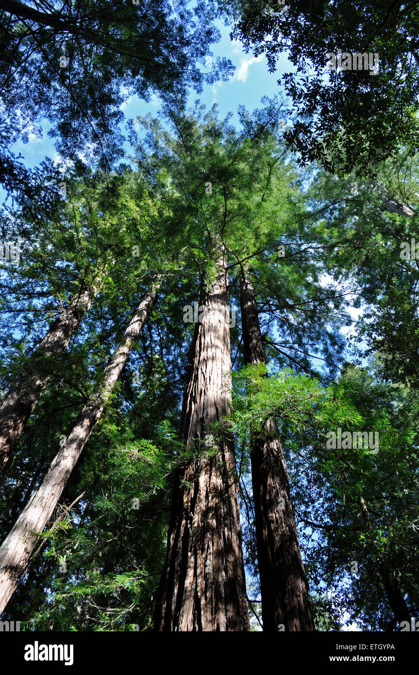 Il grande bacino Redwood State Park, California, Stati Uniti d'America Foto Stock