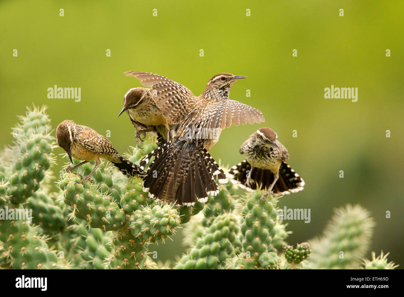 Cactus Wren Campylorhynchus brunneicapillus Tucson, Arizona, Stati Uniti 8 giugno adulti e Immatures. Troglodytidae Foto Stock