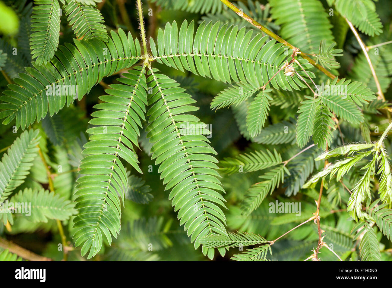 Pianta sensibile Mimosa pudica Foto Stock