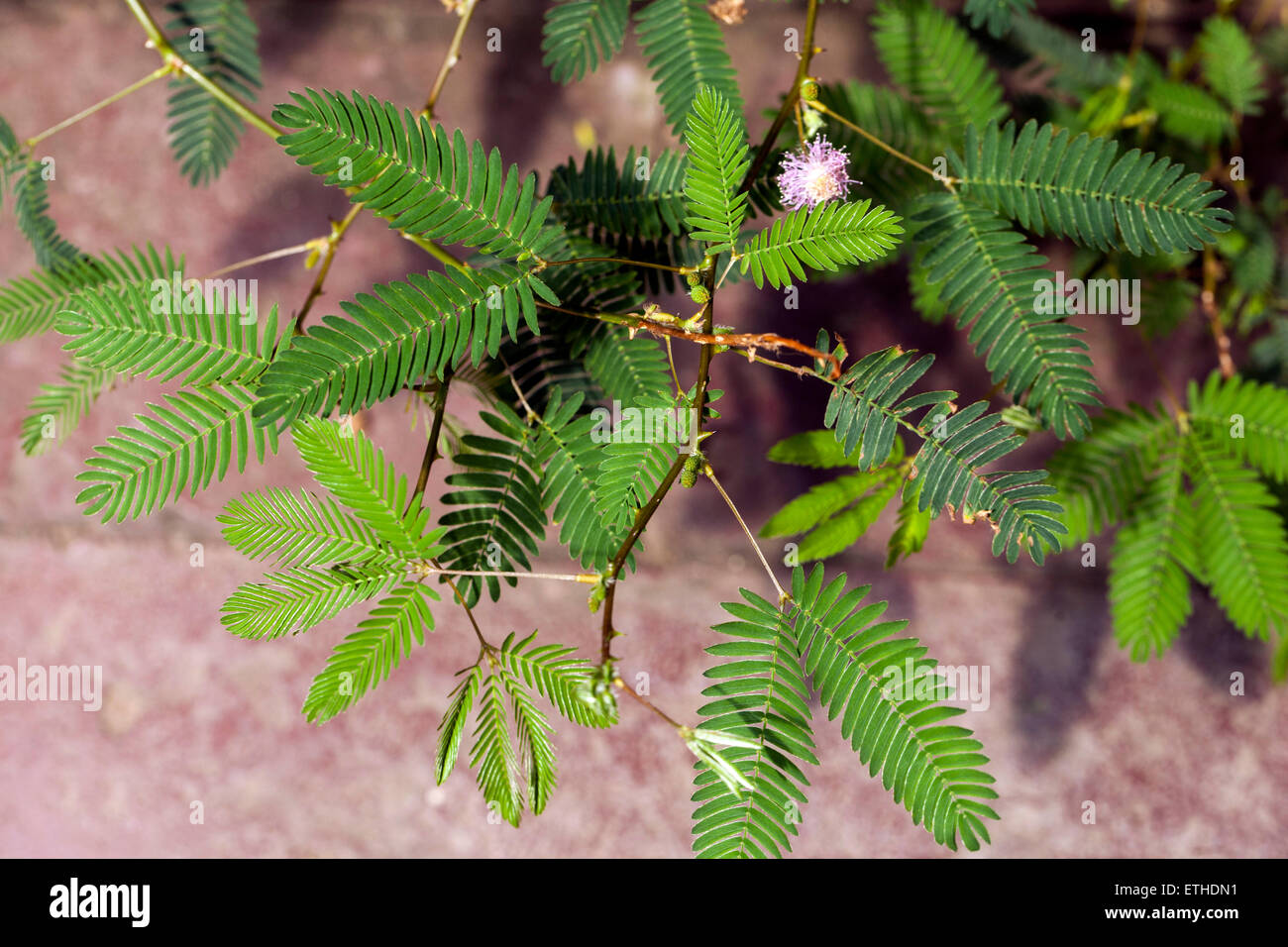 Impianto sensibili (Mimosa pudica) Foto Stock