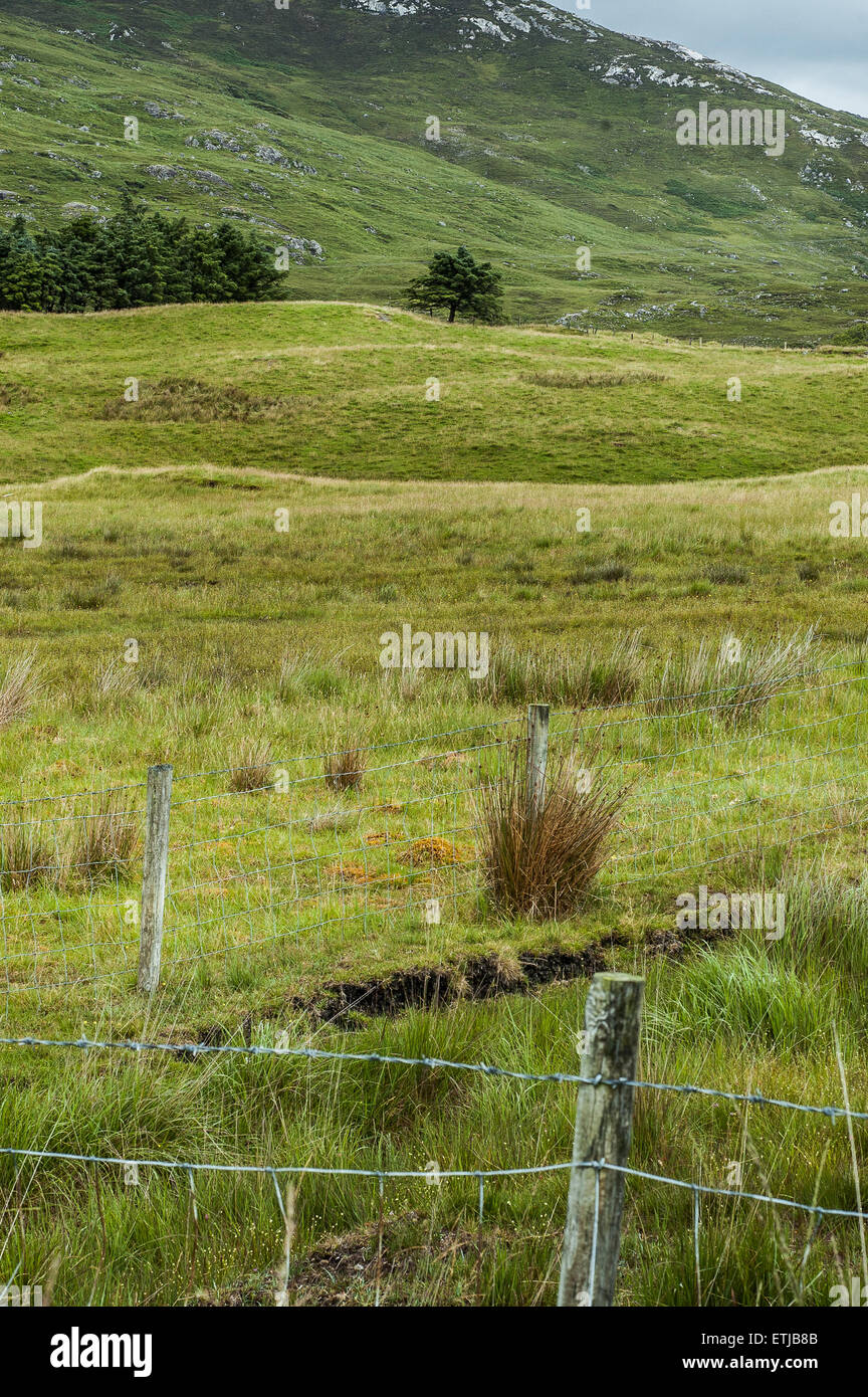 Un paesaggio verde in Irlanda Foto Stock