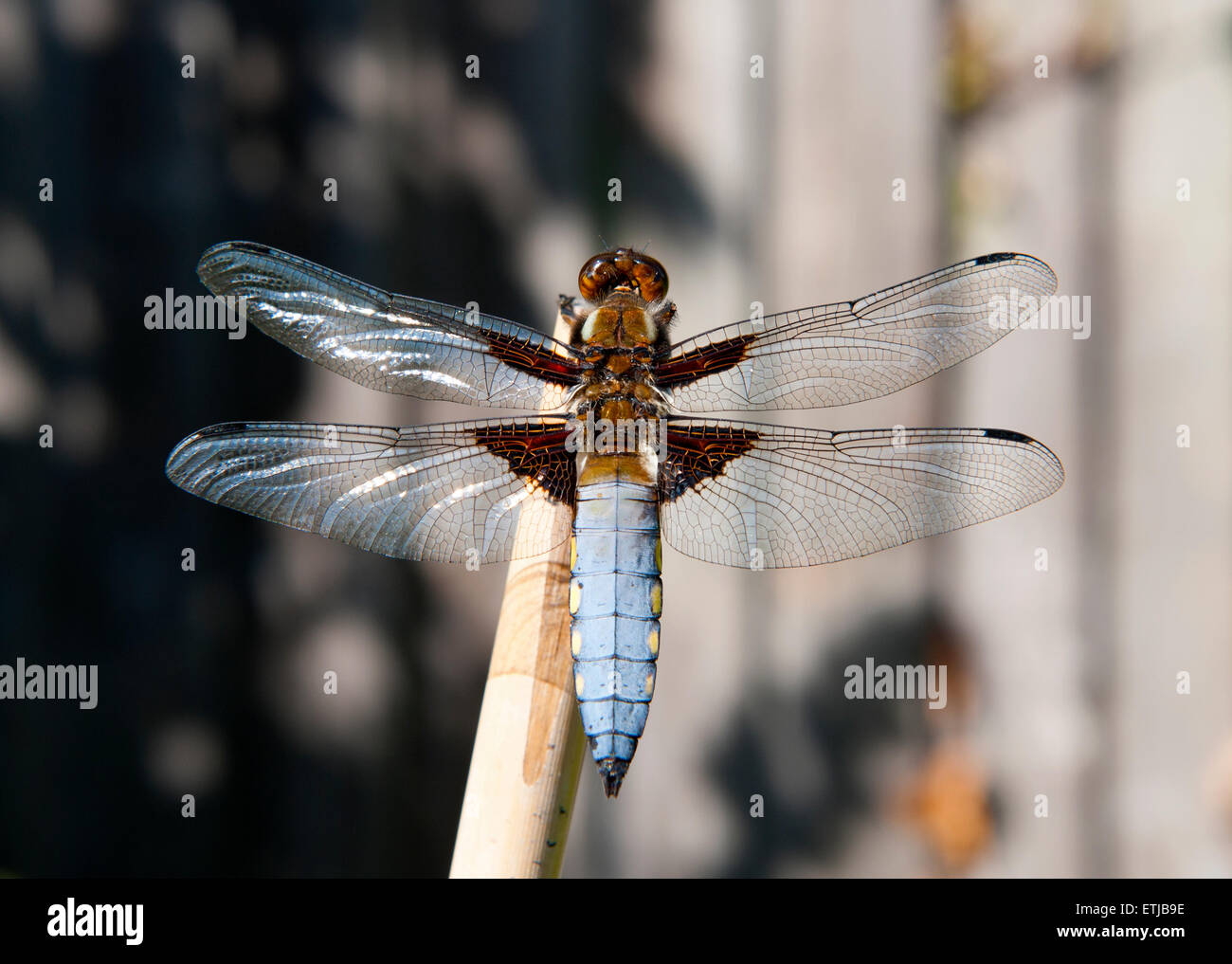British dragonfly, il Broad-Bodied Chaser, Libellula depressa Foto Stock