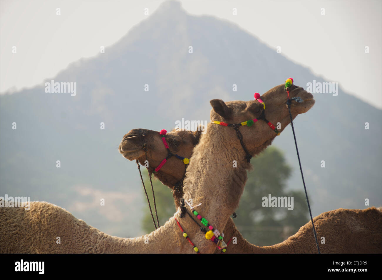 Due cammelli. Pushkar camel fair. Rajasthan, India Foto Stock