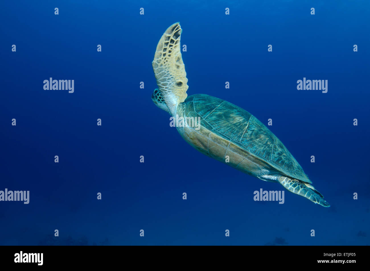 Tartaruga verde (Chelonia Mydas) galleggia nell'acqua azzurra, Mar Rosso, Marsa Alam, Abu Dabab, Egitto Foto Stock