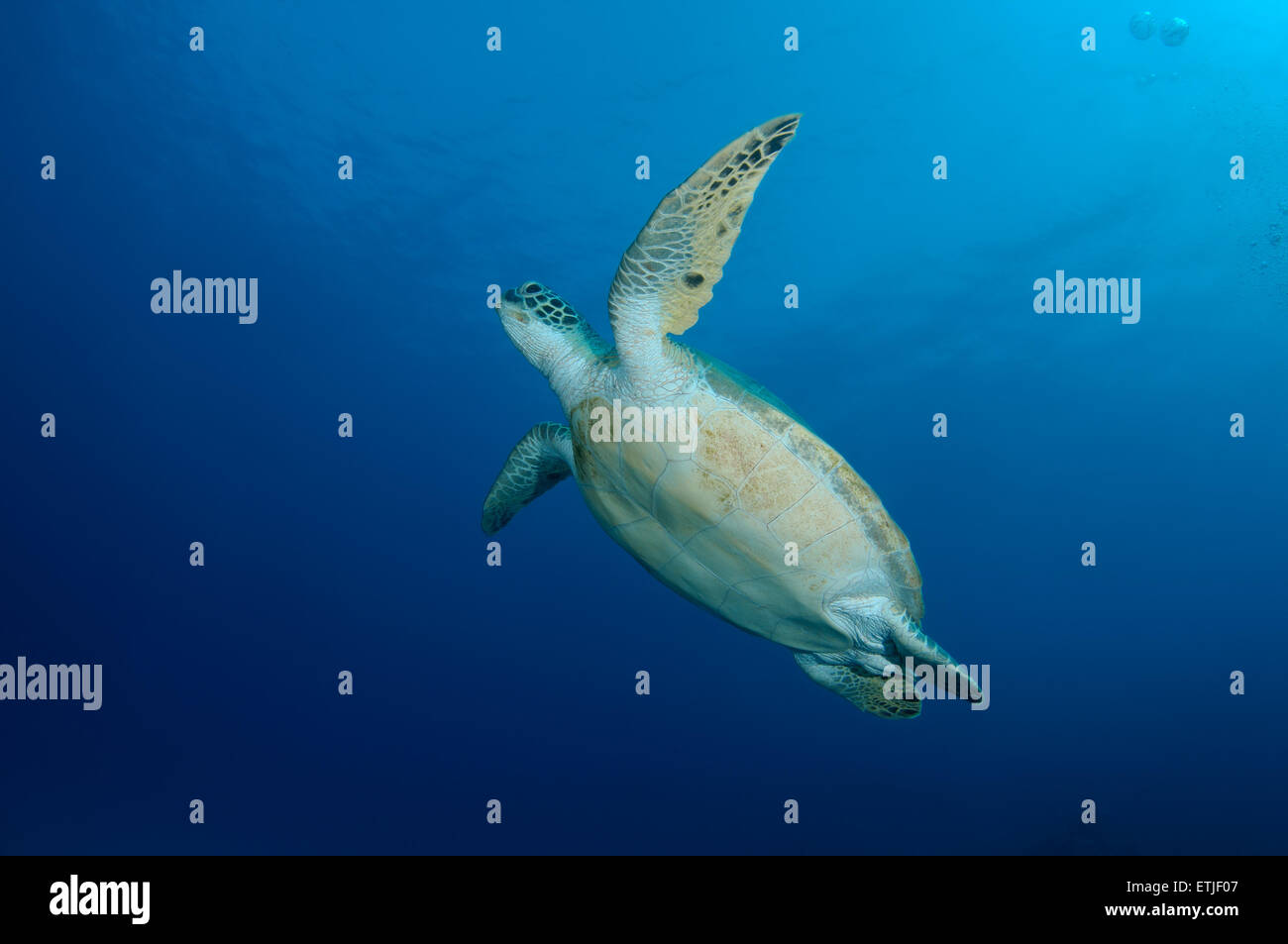 Tartaruga verde (Chelonia Mydas) galleggia nell'acqua azzurra, Mar Rosso, Marsa Alam, Abu Dabab, Egitto Foto Stock