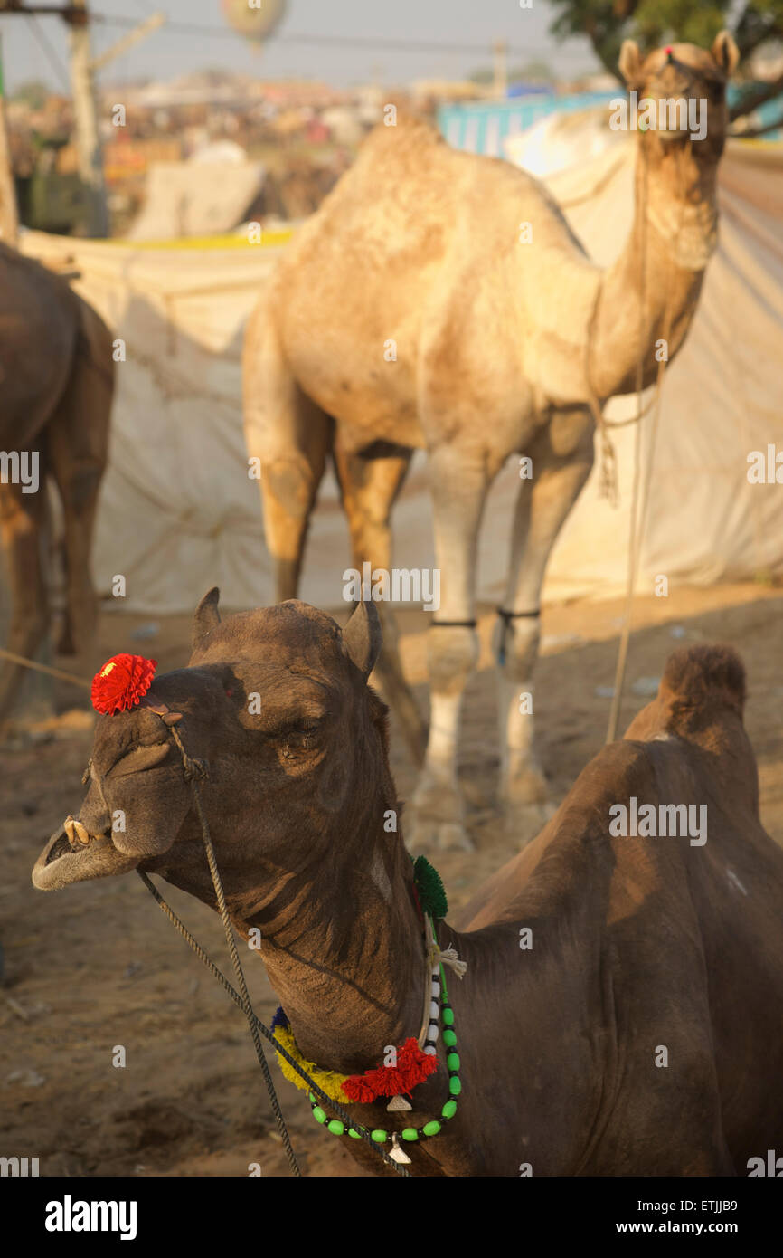 Cammelli. tramonto scena a Puskar Camel Fair, Rajasthan, India Foto Stock