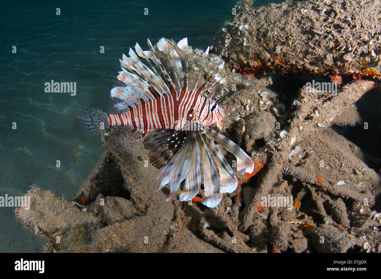 Leone africano, in acque profonde o firefish Frillfin turkeyfish (Pterois mombasae) Foto Stock