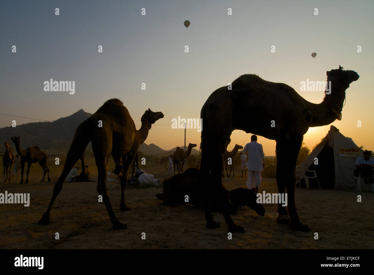 Sunset scena a Puskar Camel Fair, Rajasthan, India Foto Stock