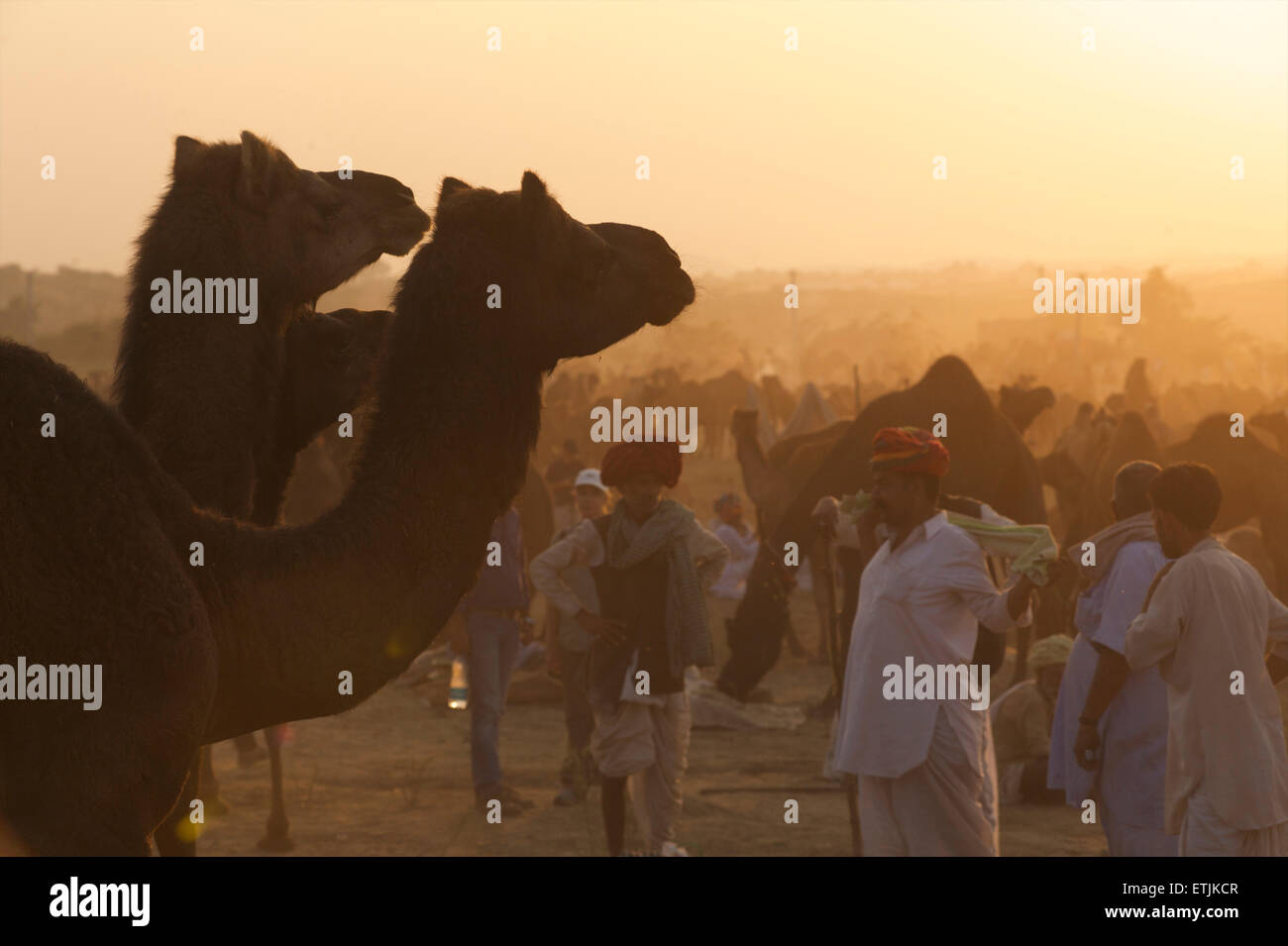 Sunset scena a Puskar Camel Fair, Rajasthan, India Foto Stock