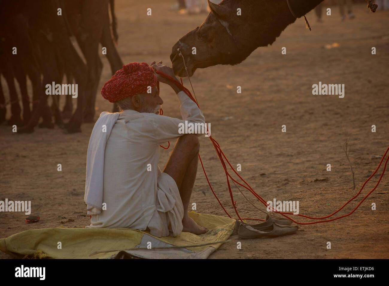 Sunset scena a Puskar Camel Fair, Rajasthan, India Foto Stock