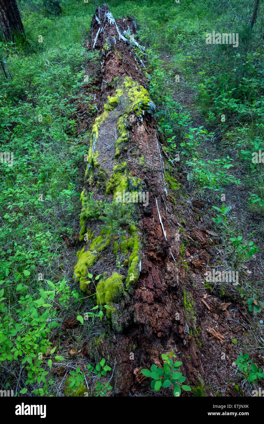 Un marciume tronco di albero decadendo naturalmente nel deserto del Nord America Foto Stock