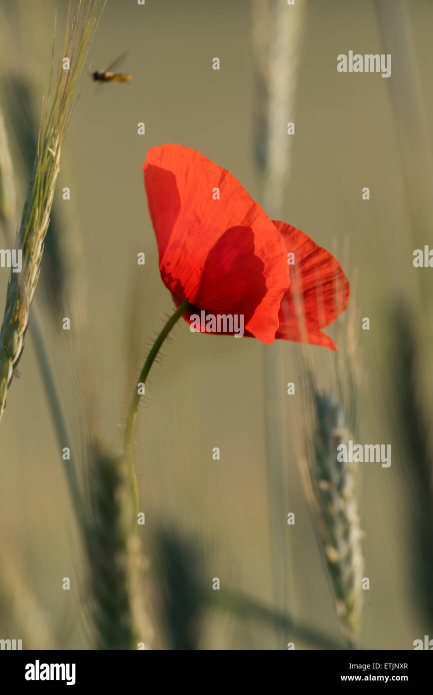 Il papavero sul campo di grano sfondo in mattinata Foto Stock