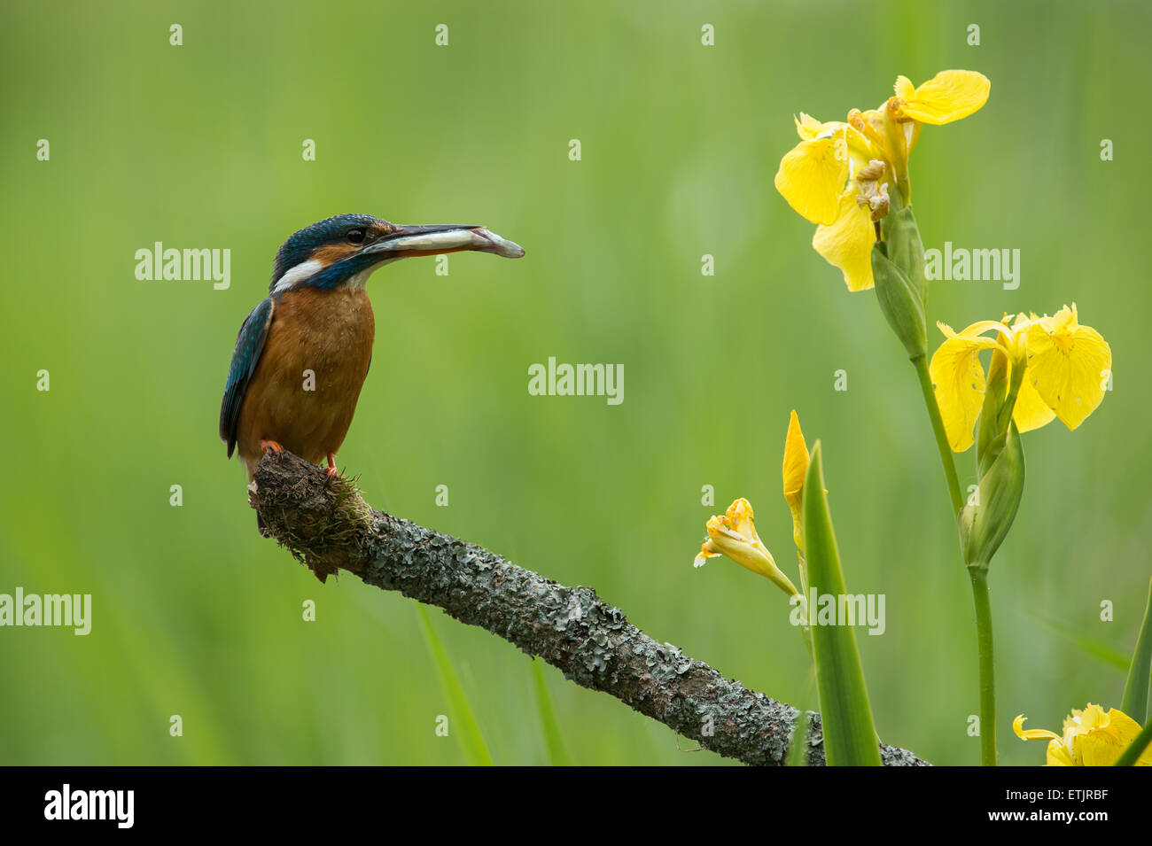 Unione Kingfisher con la preda con iris gialla fiori Foto Stock