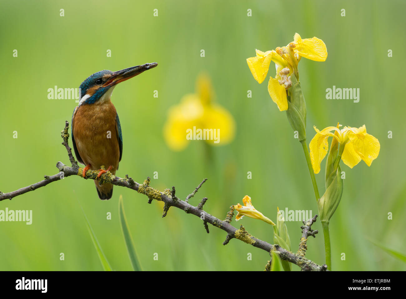 Unione Kingfisher con la preda con iris gialla fiori Foto Stock