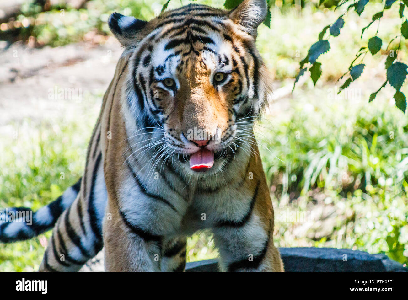 Giovane tigre di Amur Foto Stock