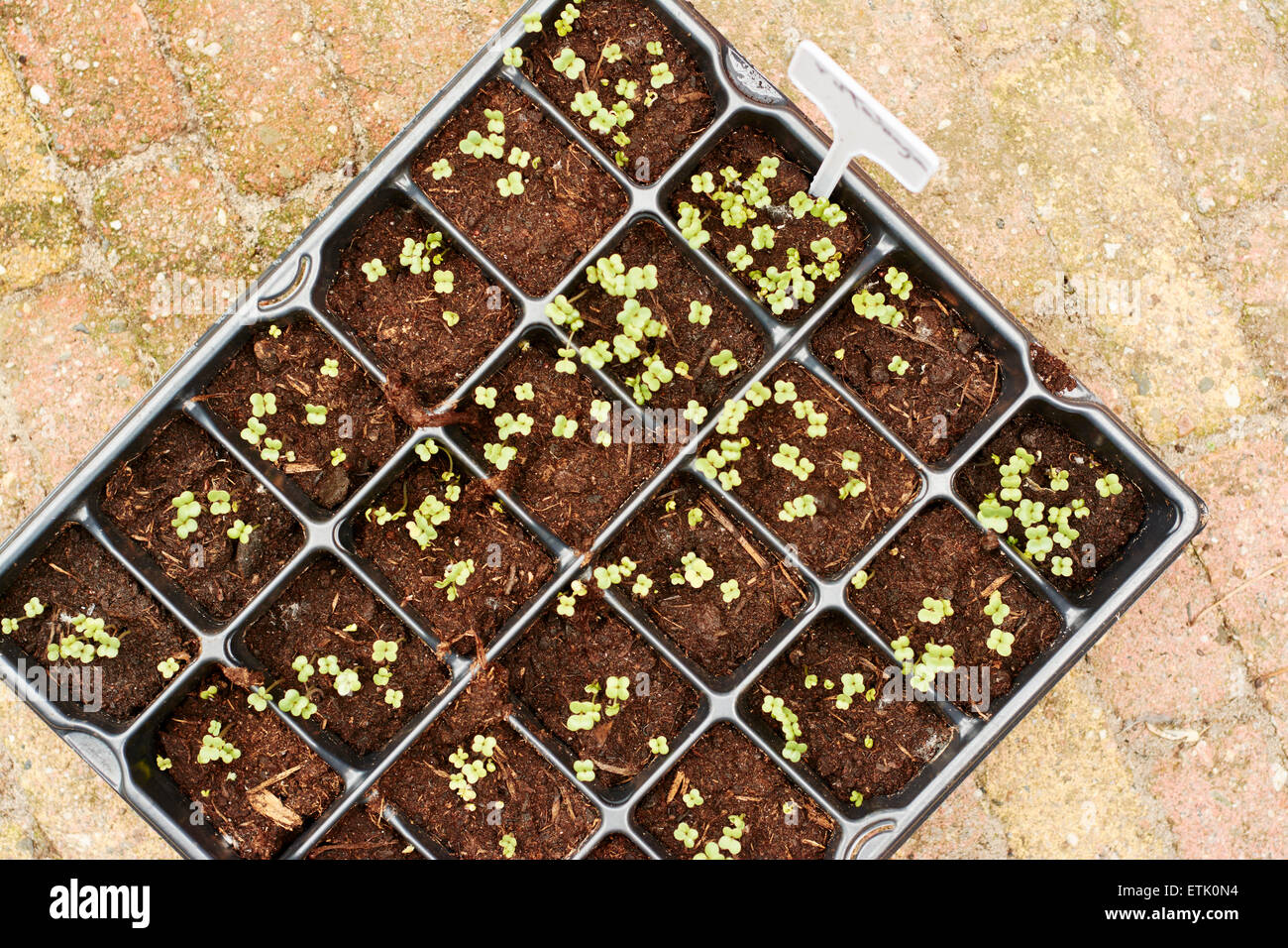 Rutabaga piantine Foto Stock