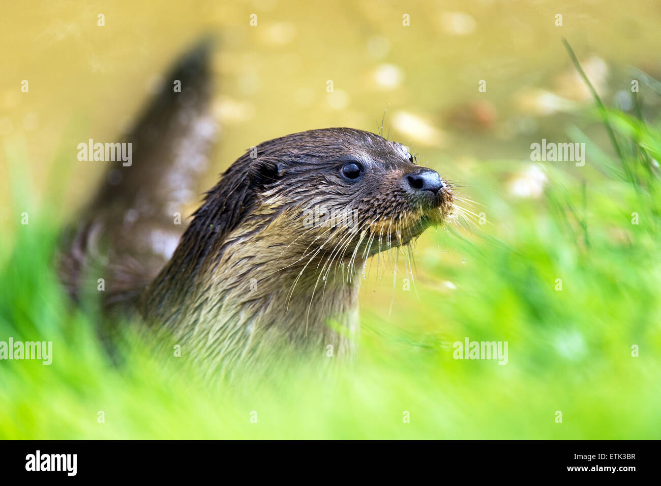 Lontra (Lutra lutra) Foto Stock