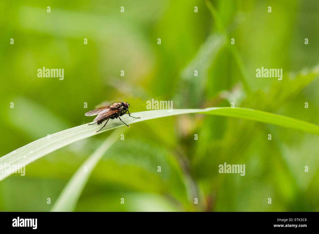 Una fotografia macro di un Tachinid fly, credo, a riposo su una foglia con un morbido sfondo diffusa Foto Stock