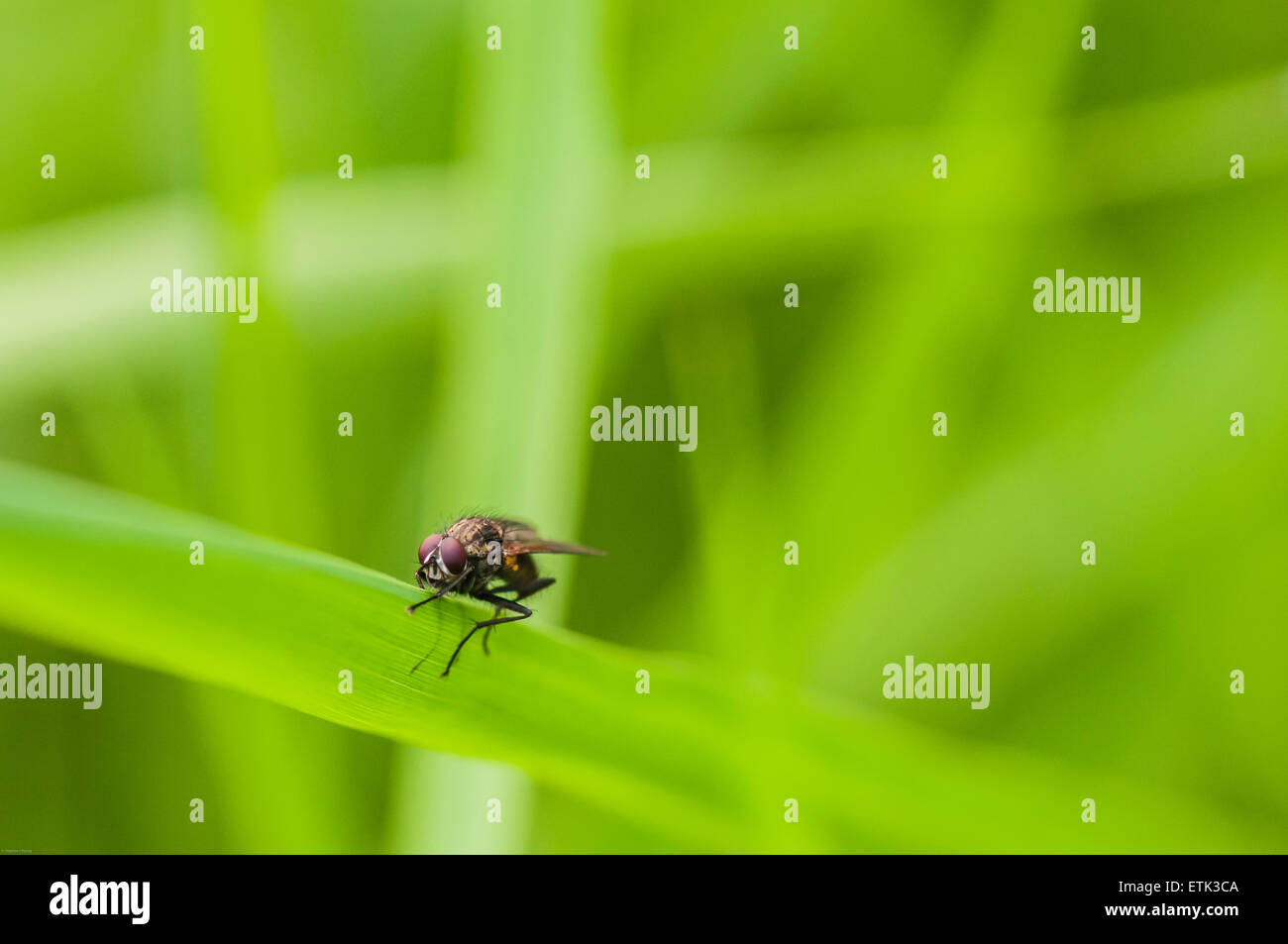 Una fotografia macro di un Tachinid fly, credo, a riposo su una foglia con un morbido sfondo diffusa Foto Stock