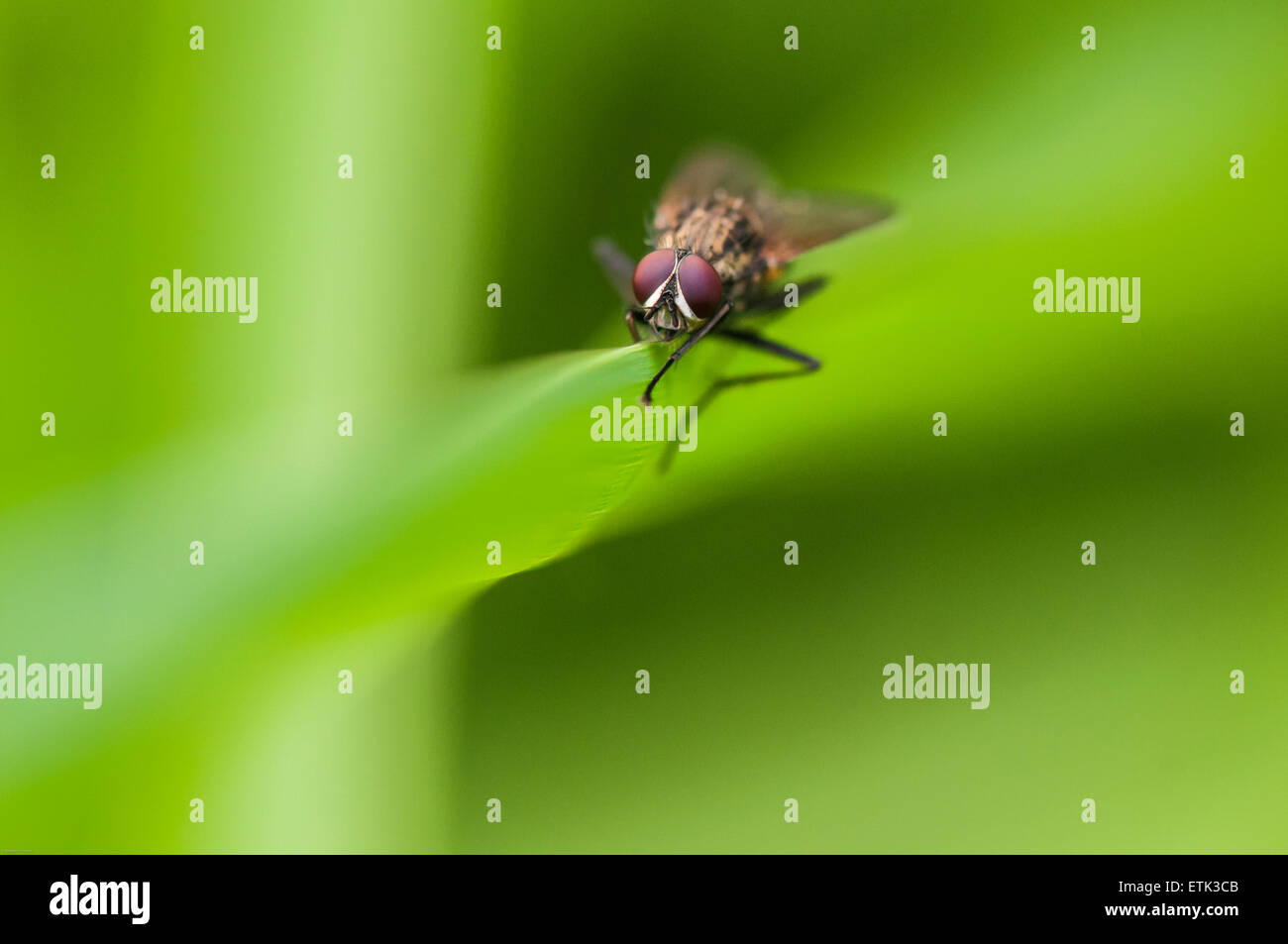 Una fotografia macro di un Tachinid fly, credo, a riposo su una foglia con un morbido sfondo diffusa Foto Stock